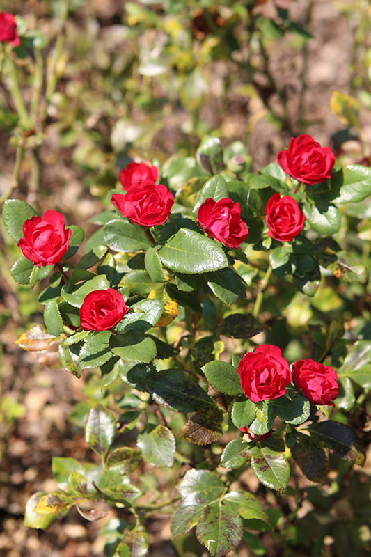 Petite Knock Out Rose (Rosa 'Meibenbino') at The Growing Place