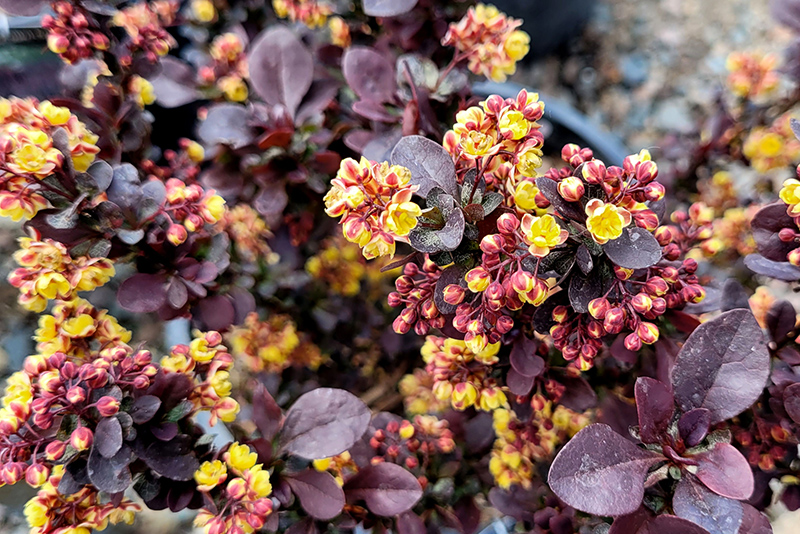 Concorde Japanese Barberry (Berberis thunbergii 'Concorde') at The Growing Place
