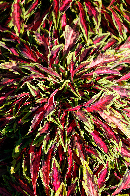 Spitfire Coleus (Solenostemon scutellarioides 'Spitfire') at The Growing Place
