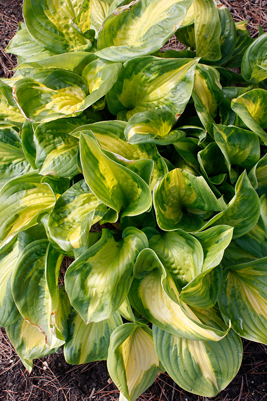 Shadowland Etched Glass Hosta (Hosta 'Etched Glass') at The Growing Place