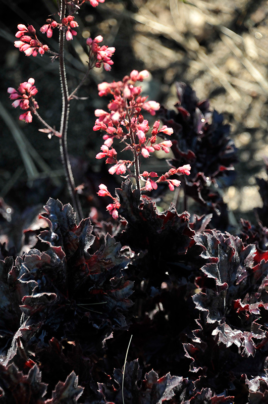 Timeless Night Coral Bells (Heuchera 'Timeless Night') at The Growing Place