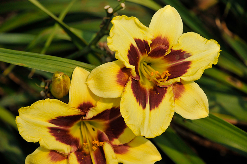Star Of The North Daylily (Hemerocallis 'Star Of The North') at The Growing Place