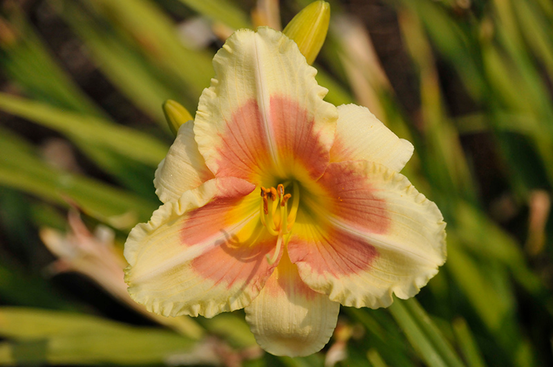 Happy Ever Appster When My Sweetheart Returns Daylily (Hemerocallis 'When My Sweetheart Returns') at The Growing Place