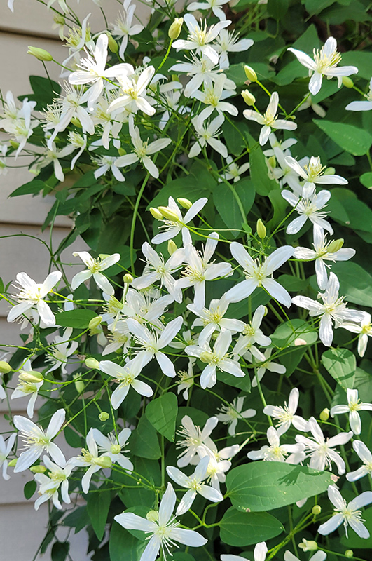 Sweet Autumn Clematis (Clematis terniflora) at The Growing Place