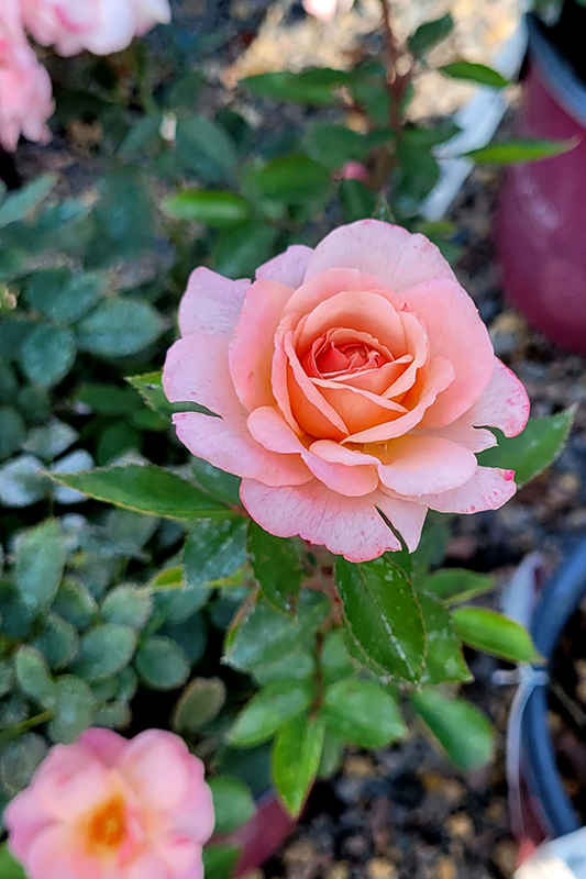 Calypso Rose (Rosa 'BAIypso') at The Growing Place