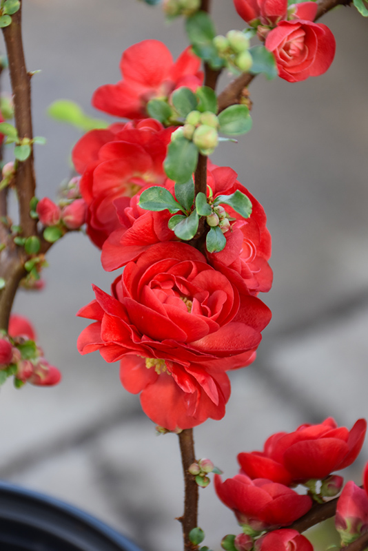 Double Take Scarlet Storm Flowering Quince (Chaenomeles speciosa 'Scarlet Storm') at The Growing Place