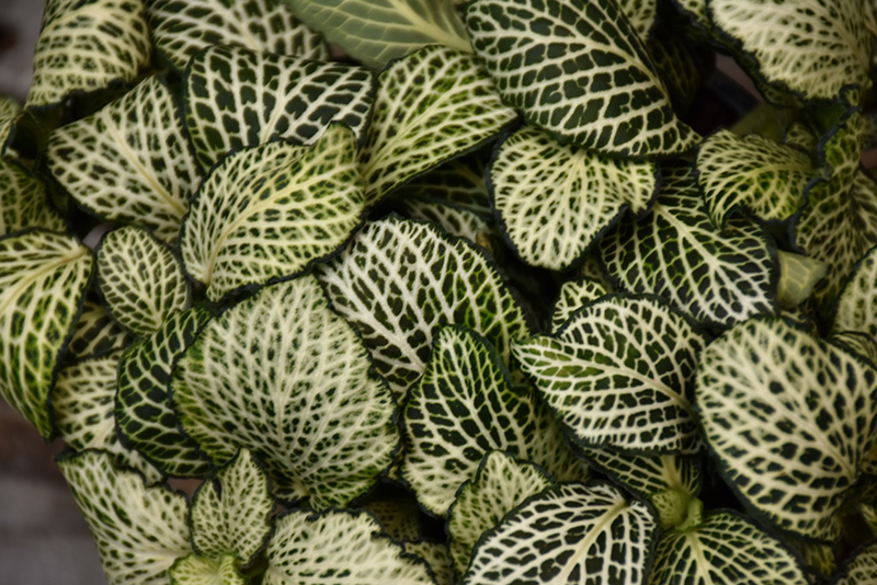 Mosaic Plant (Fittonia albivenis) at The Growing Place