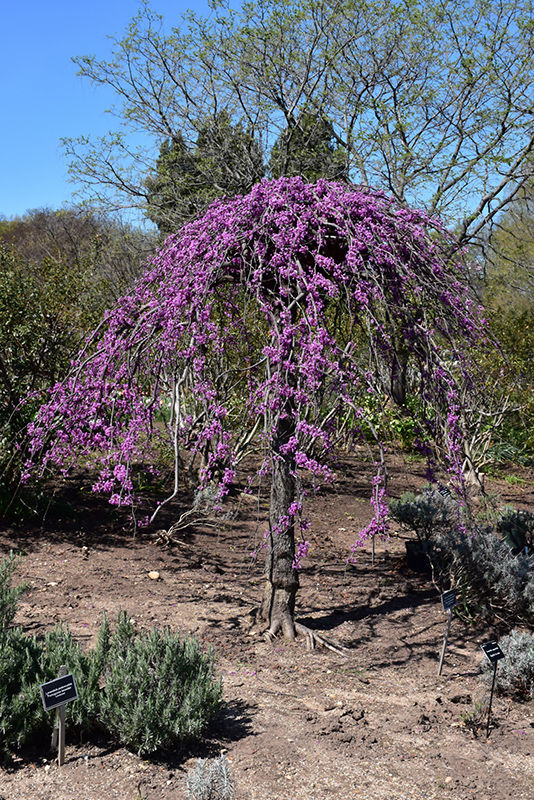 Lavender Twist Redbud (Cercis canadensis 'Covey') at The Growing Place