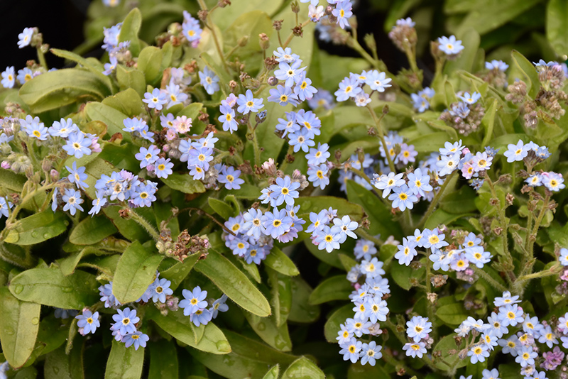 Victoria Blue Forget-Me-Not (Myosotis sylvatica 'Victoria Blue') at The Growing Place