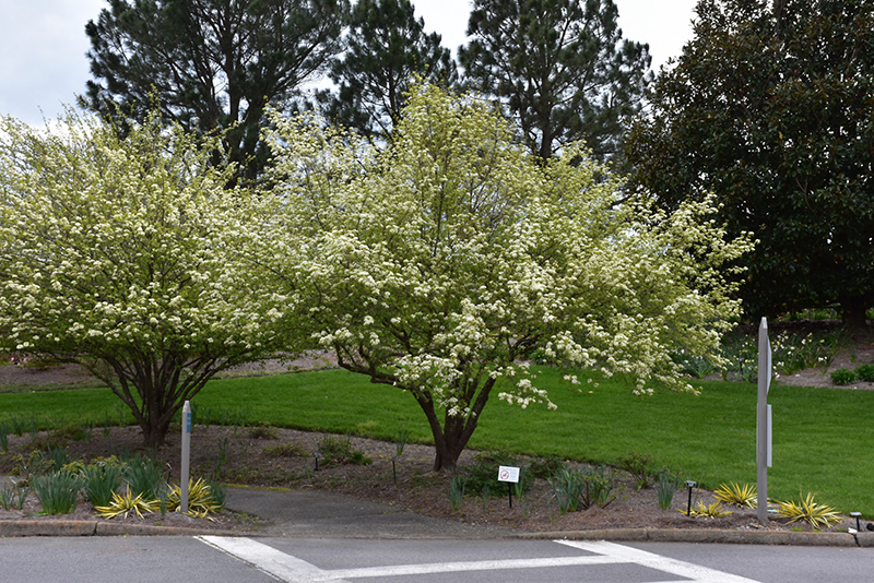 Blackhaw Viburnum (Viburnum prunifolium) at The Growing Place