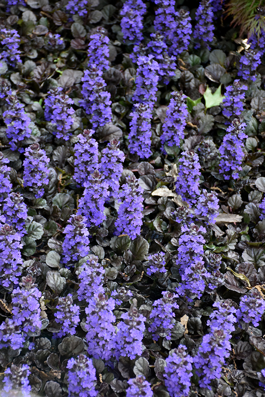 Black Scallop Bugleweed (Ajuga reptans 'Black Scallop') at The Growing Place