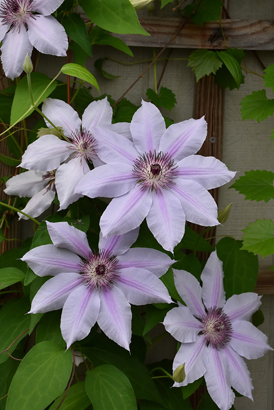 Nelly Moser Clematis (Clematis 'Nelly Moser') at The Growing Place