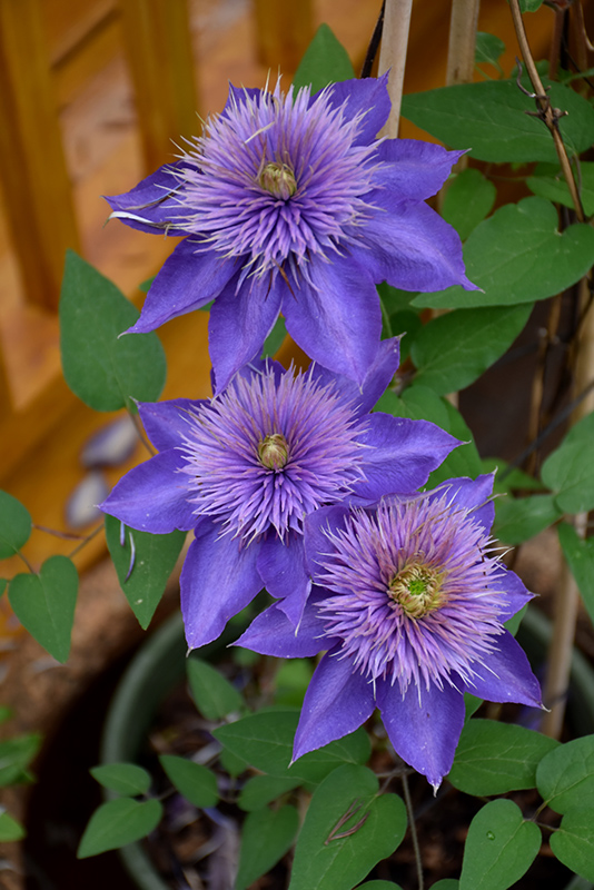 Multi Blue Clematis (Clematis 'Multi Blue') at The Growing Place