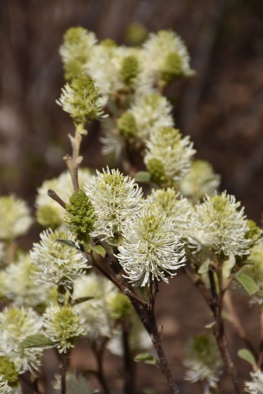 Mt. Airy Fothergilla (Fothergilla major 'Mt. Airy') at The Growing Place
