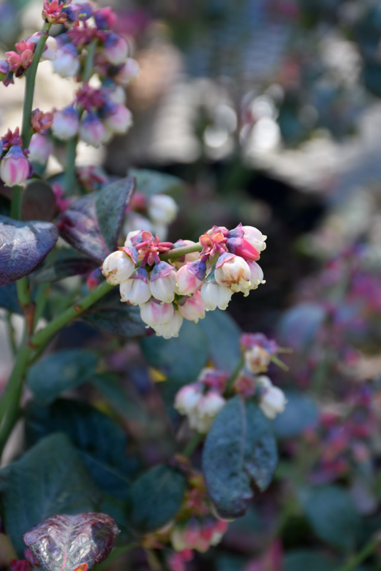 Pink Icing Blueberry (Vaccinium 'ZF06-079') at The Growing Place