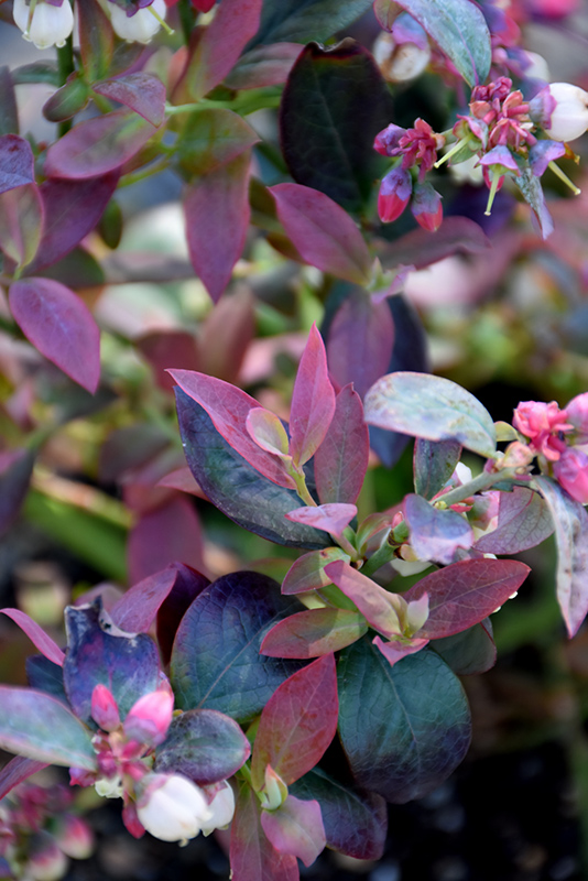 Pink Icing Blueberry (Vaccinium 'ZF06-079') at The Growing Place