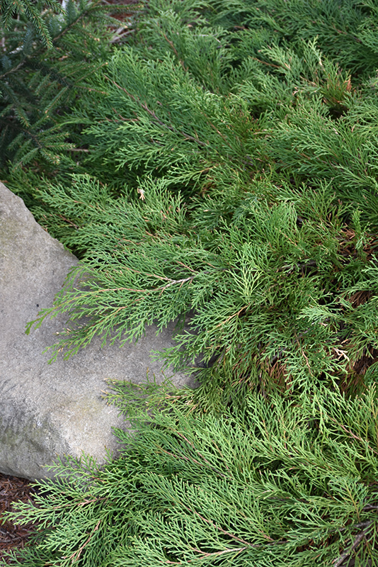 Celtic Pride Siberian Cypress (Microbiota decussata 'Prides') at The Growing Place