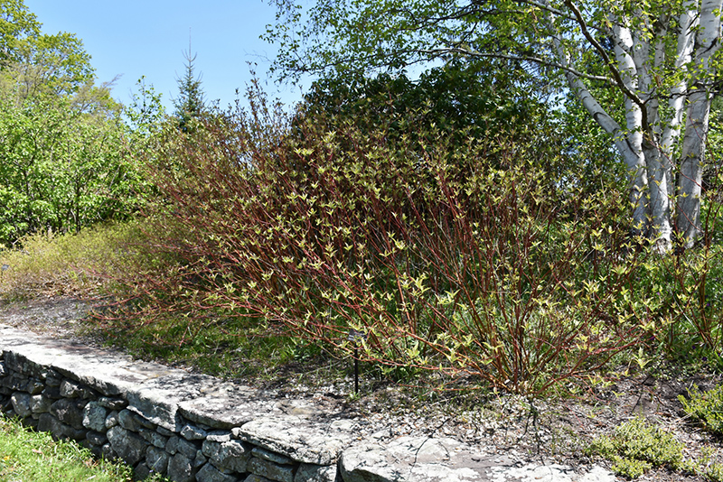 Bailey's Red Twig Dogwood (Cornus sericea 'Baileyi') at The Growing Place