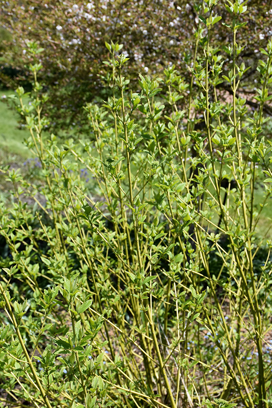Bud's Yellow  Dogwood (Cornus alba 'Budd's Yellow') at The Growing Place