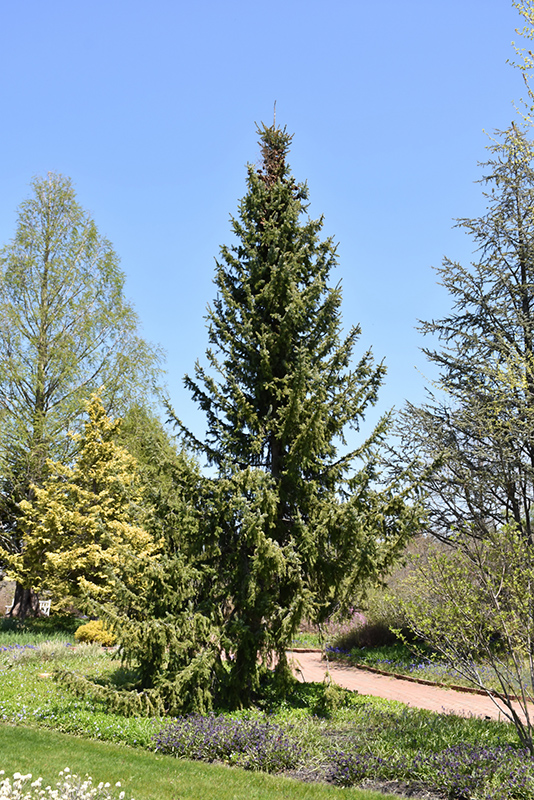 Serbian Spruce (Picea omorika) at The Growing Place