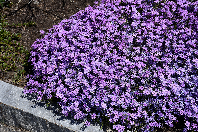 Purple Beauty Moss Phlox (Phlox subulata 'Purple Beauty') at The Growing Place