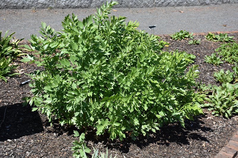 Lovage (Levisticum officinale) at The Growing Place