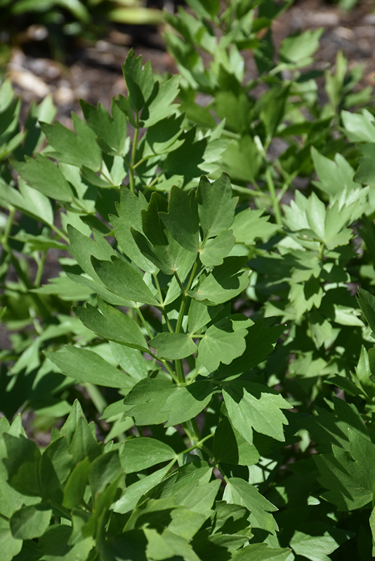 Lovage (Levisticum officinale) at The Growing Place