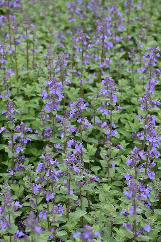 Blue Wonder Catmint (Nepeta x faassenii 'Blue Wonder') at The Growing Place