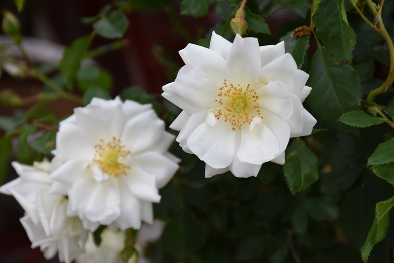 Flower Carpet White Rose (Rosa 'Flower Carpet White') at The Growing Place
