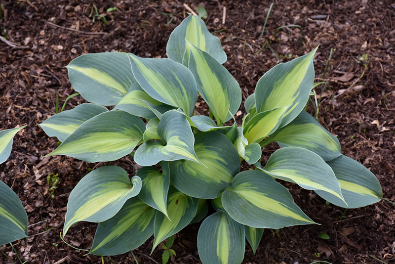 Touch Of Class Hosta (Hosta 'Touch Of Class') at The Growing Place