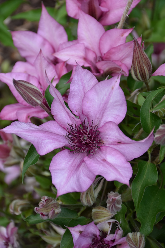 Giselle Clematis (Clematis 'Evipo051') at The Growing Place