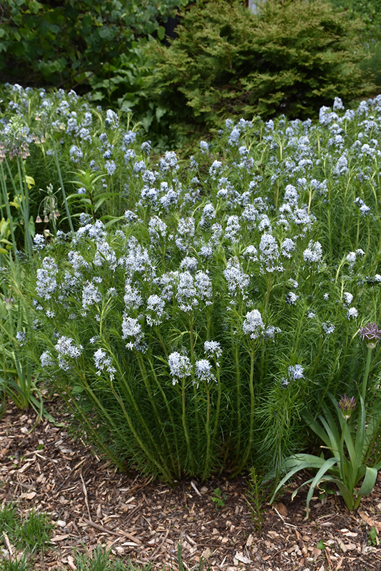 Narrow-Leaf Blue Star (Amsonia hubrichtii) at The Growing Place