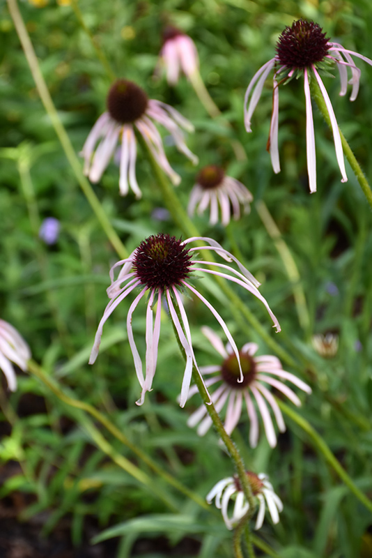 Pale Purple Coneflower (Echinacea pallida) at The Growing Place