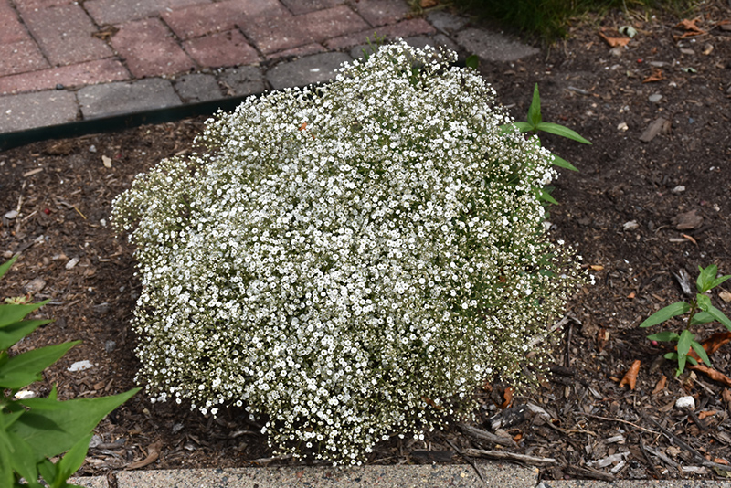 Summer Sparkles Baby's Breath (Gypsophila paniculata 'ESM Chispa') at The Growing Place
