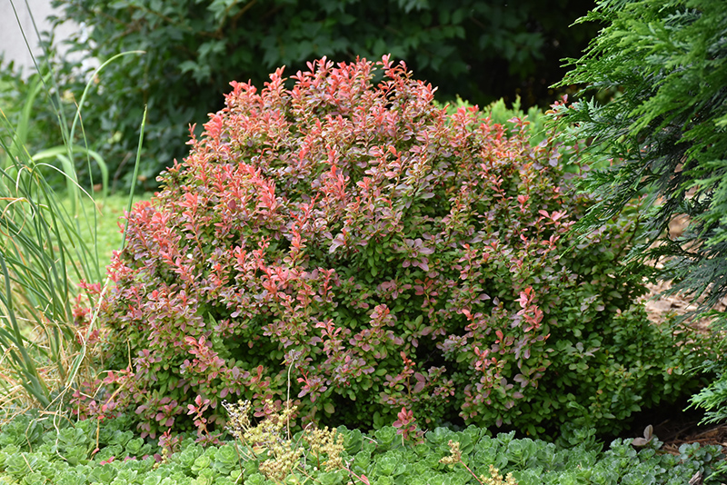 Admiration Japanese Barberry (Berberis thunbergii 'Admiration') at The Growing Place