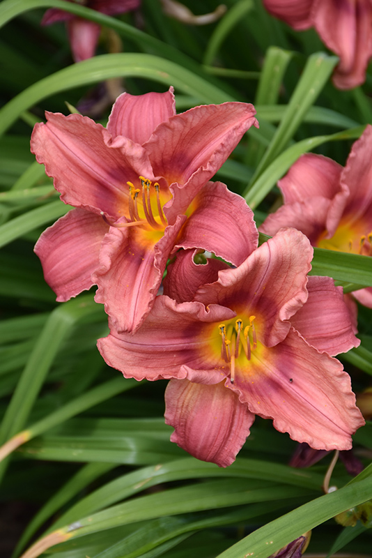 Happy Ever Appster Rosy Returns Daylily (Hemerocallis 'Rosy Returns') at The Growing Place