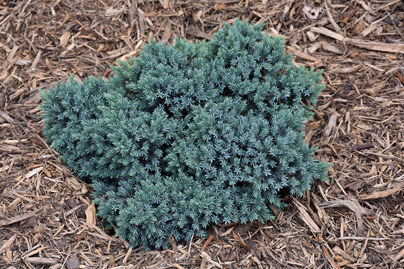 Blue Star Juniper (Juniperus squamata 'Blue Star') at The Growing Place