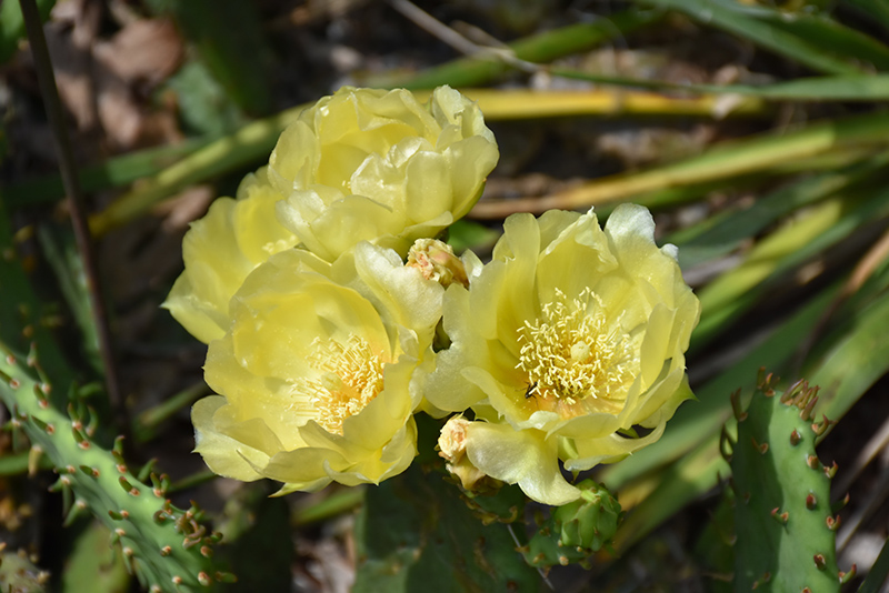 Prickly Pear Cactus (Opuntia humifusa) at The Growing Place