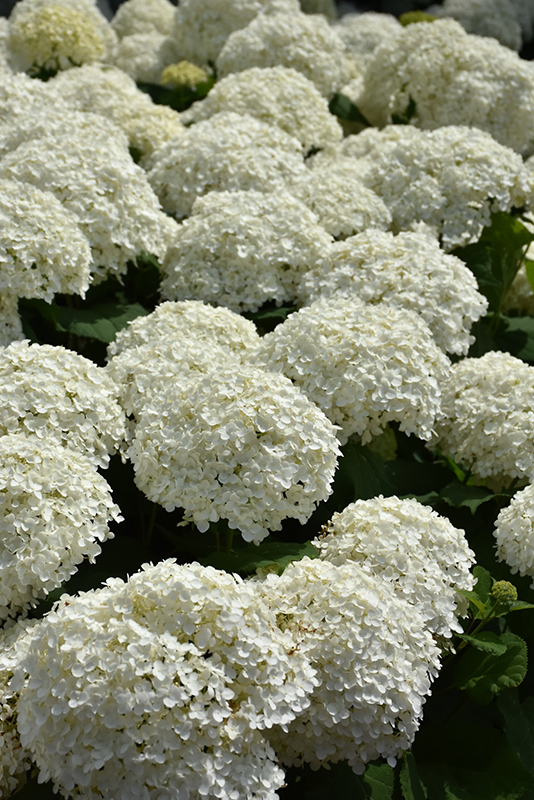 Incrediball Hydrangea (Hydrangea arborescens 'Abetwo') at The Growing Place