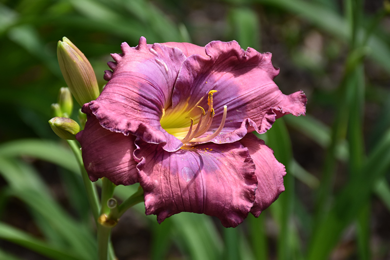Lavender Blue Baby Daylily (Hemerocallis 'Lavender Blue Baby') at The Growing Place