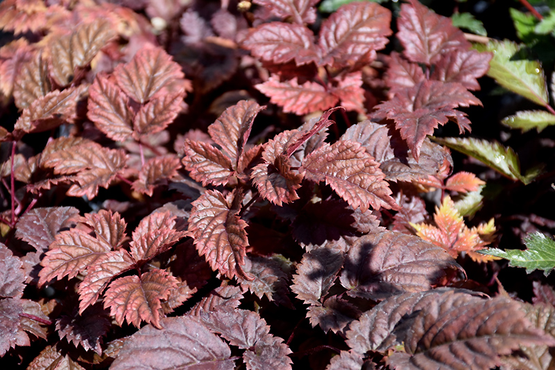 Chocolate Shogun Astilbe (Astilbe x arendsii 'Chocolate Shogun') at The Growing Place