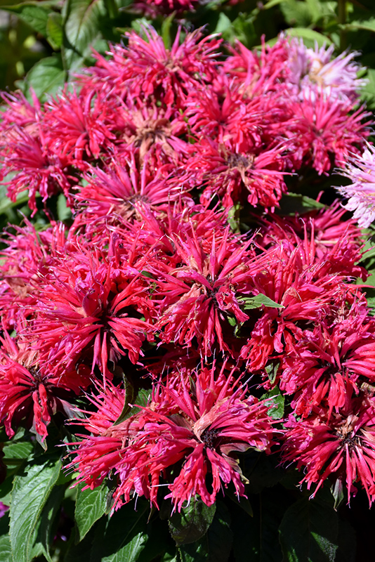 Cherry Pops Beebalm (Monarda 'Cherry Pops') at The Growing Place