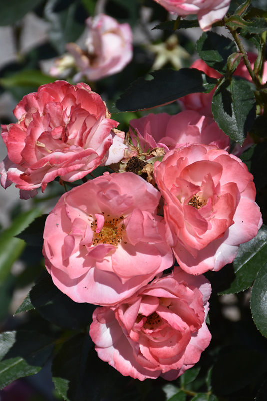 Calypso Rose (Rosa 'BAIypso') at The Growing Place
