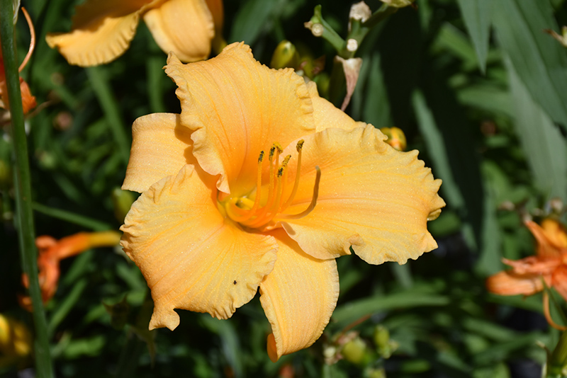 Happy Ever Appster Apricot Sparkles Daylily (Hemerocallis 'Apricot Sparkles') at The Growing Place
