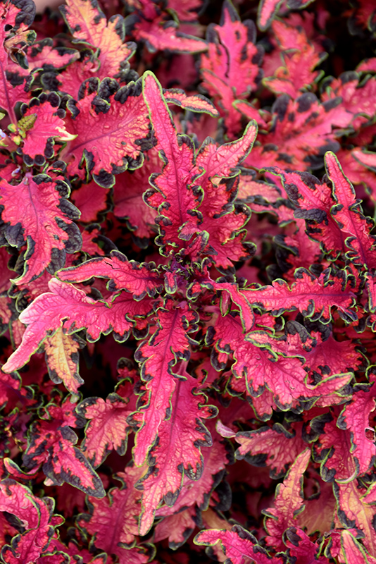 Under The Sea Pink Reef Coleus (Solenostemon scutellarioides 'Pink Reef') at The Growing Place