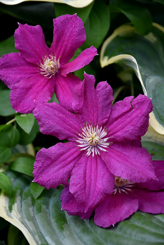 Ernest Markham Clematis (Clematis 'Ernest Markham') at The Growing Place