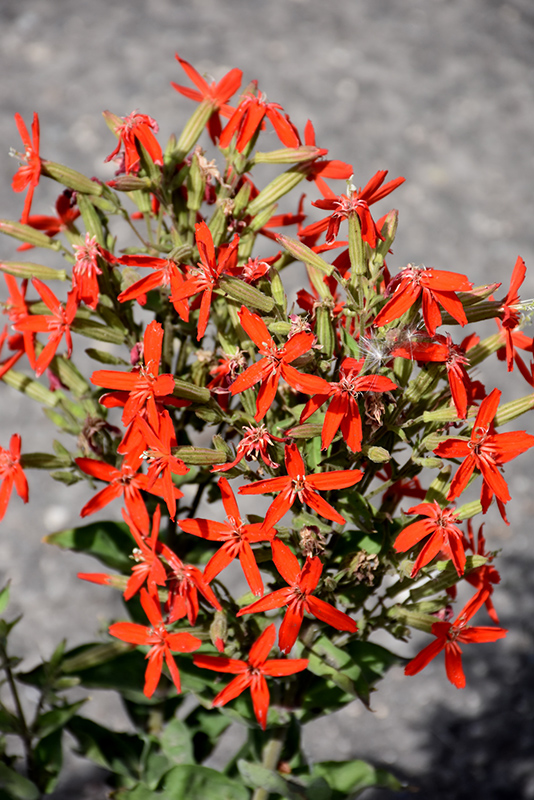 Royal Catchfly (Silene regia) at The Growing Place