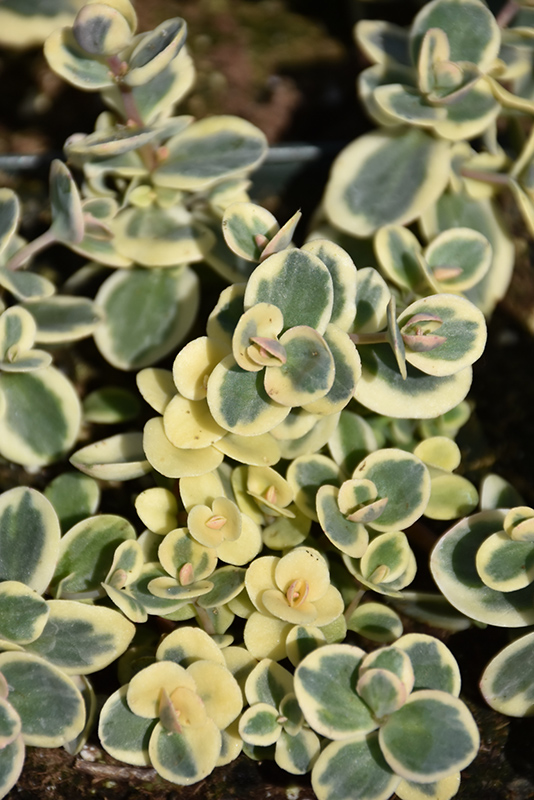 Lime Twister Stonecrop (Sedum 'Lime Twister') at The Growing Place