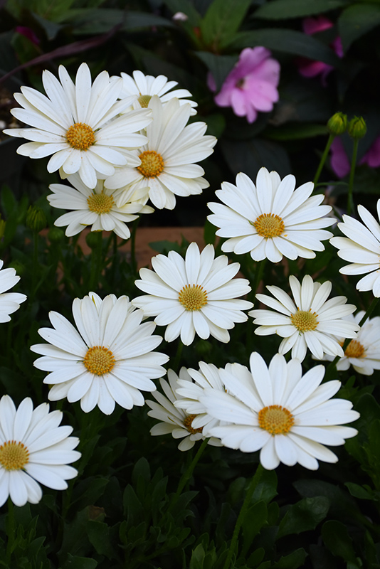 Voltage White African Daisy (Osteospermum 'Voltage White') at The Growing Place