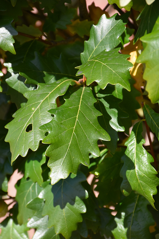 Kindred Spirit Oak (Quercus x warei 'Nadler') at The Growing Place